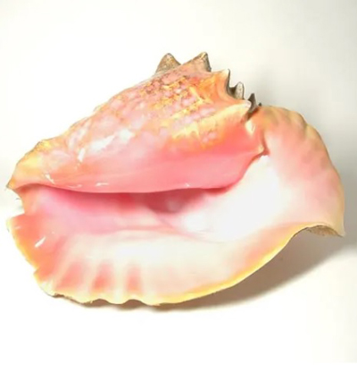 コンクパールの母貝のコンク貝